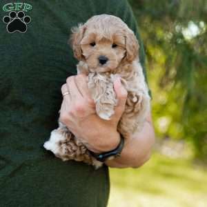 Biscotti, Cavapoo Puppy