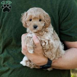 Biscotti, Cavapoo Puppy
