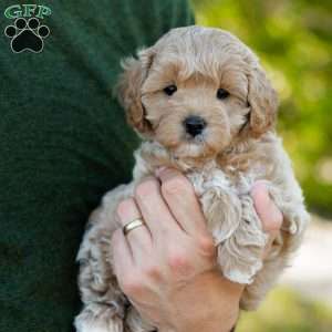 Biscotti, Cavapoo Puppy