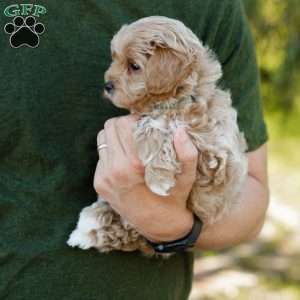 Biscotti, Cavapoo Puppy