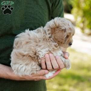 Biscotti, Cavapoo Puppy