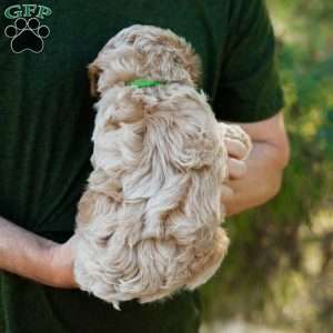 Biscotti, Cavapoo Puppy