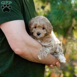 Biscotti, Cavapoo Puppy
