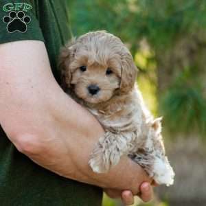 Biscotti, Cavapoo Puppy