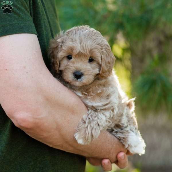Biscotti, Cavapoo Puppy