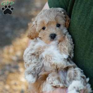 Biscotti, Cavapoo Puppy