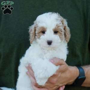 Brioche, Cavapoo Puppy