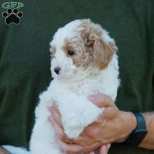 Brioche, Cavapoo Puppy
