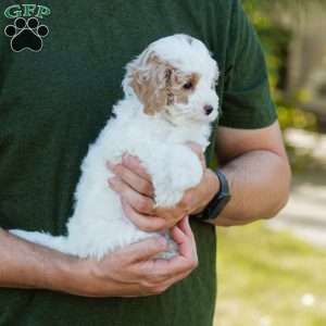Brioche, Cavapoo Puppy