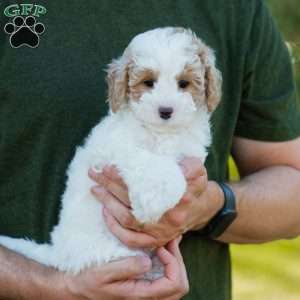 Brioche, Cavapoo Puppy