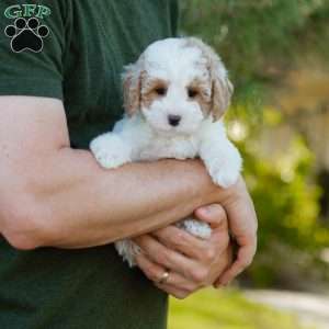 Brioche, Cavapoo Puppy