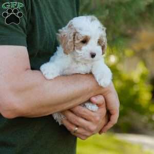 Brioche, Cavapoo Puppy