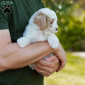 Brioche, Cavapoo Puppy