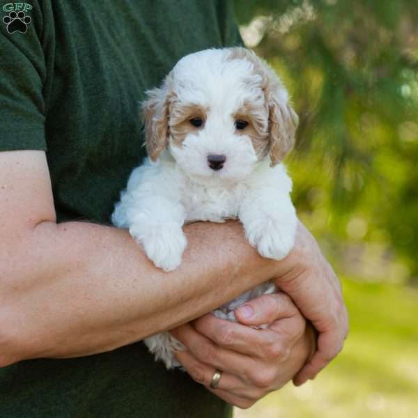 Brioche, Cavapoo Puppy