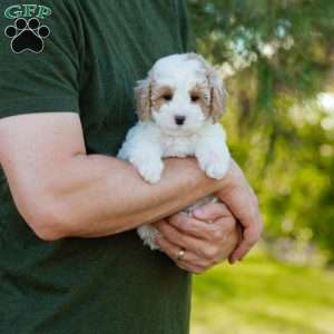 Brioche, Cavapoo Puppy
