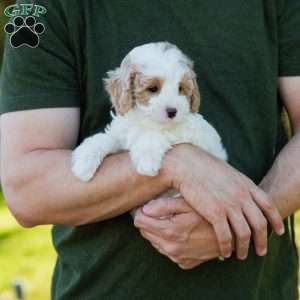 Brioche, Cavapoo Puppy