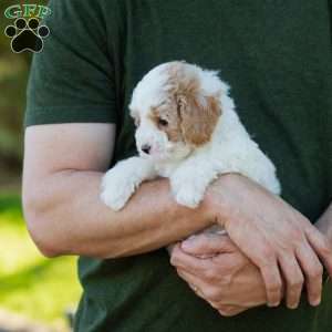 Brioche, Cavapoo Puppy