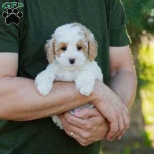 Brioche, Cavapoo Puppy