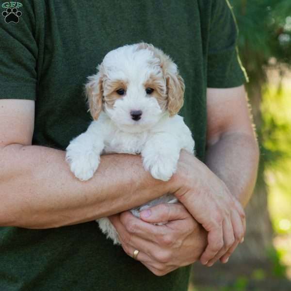 Brioche, Cavapoo Puppy