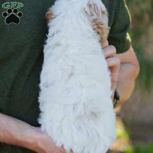 Brioche, Cavapoo Puppy