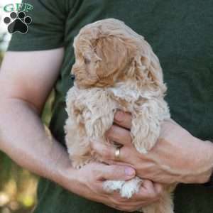 Mocha, Cavapoo Puppy