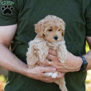 Mocha, Cavapoo Puppy