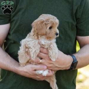 Mocha, Cavapoo Puppy