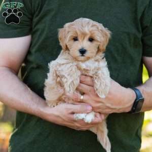 Mocha, Cavapoo Puppy