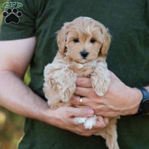 Mocha, Cavapoo Puppy