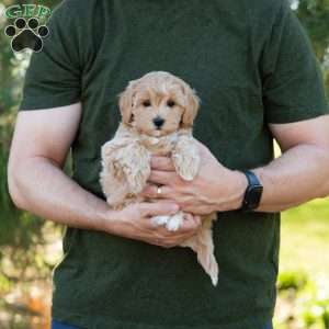 Mocha, Cavapoo Puppy