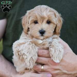 Mocha, Cavapoo Puppy