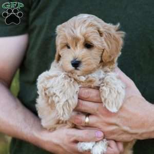 Mocha, Cavapoo Puppy