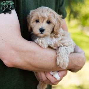 Mocha, Cavapoo Puppy