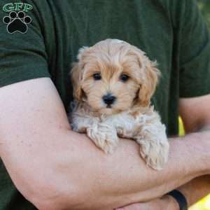 Mocha, Cavapoo Puppy