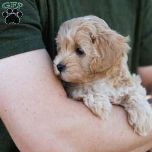 Mocha, Cavapoo Puppy