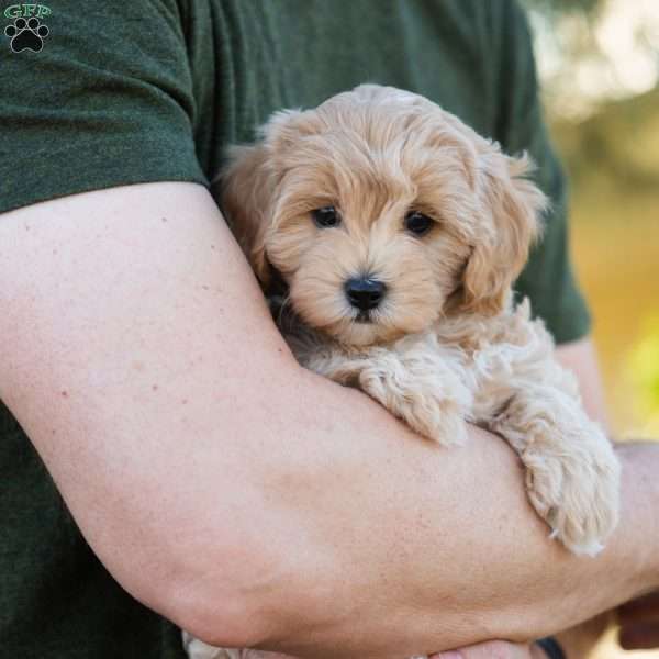 Mocha, Cavapoo Puppy