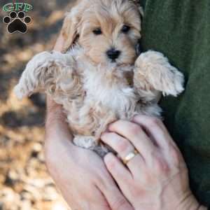 Mocha, Cavapoo Puppy