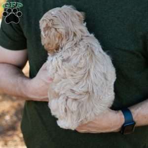 Mocha, Cavapoo Puppy