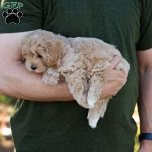 Mocha, Cavapoo Puppy