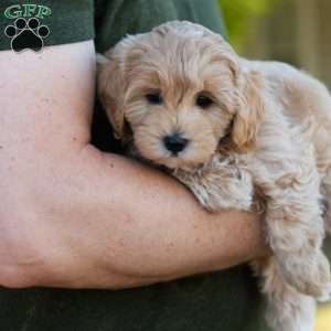 Mocha, Cavapoo Puppy