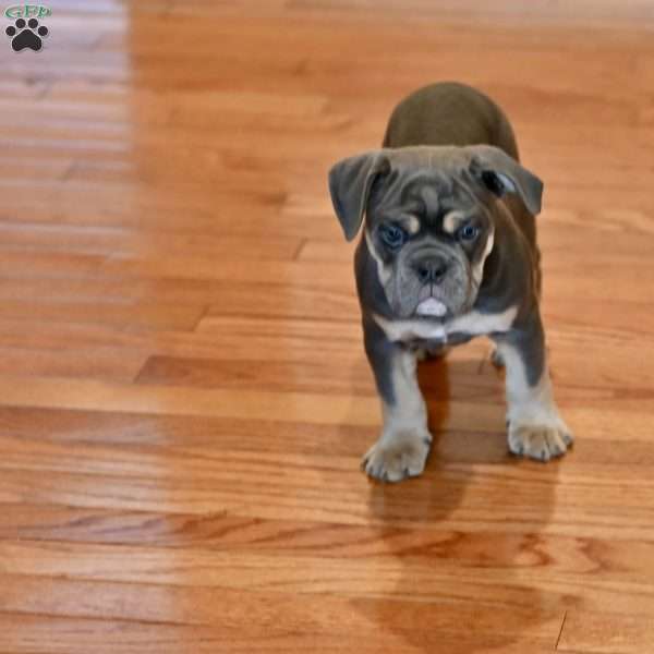 Max, Olde English Bulldogge Puppy