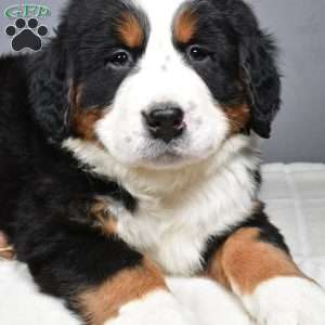 Diesel, Bernese Mountain Dog Puppy