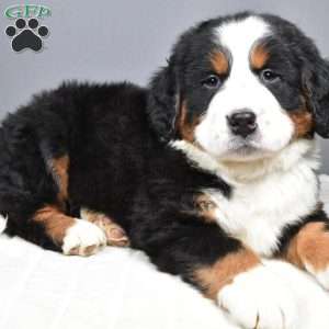 Diesel, Bernese Mountain Dog Puppy