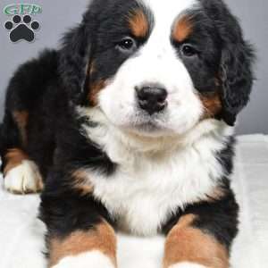 Diesel, Bernese Mountain Dog Puppy