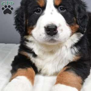 Diesel, Bernese Mountain Dog Puppy