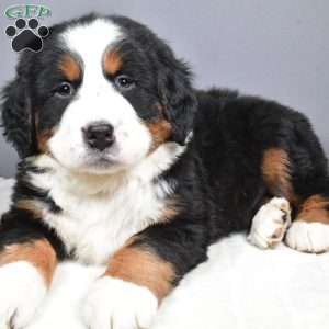 Diesel, Bernese Mountain Dog Puppy