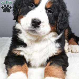 Diesel, Bernese Mountain Dog Puppy