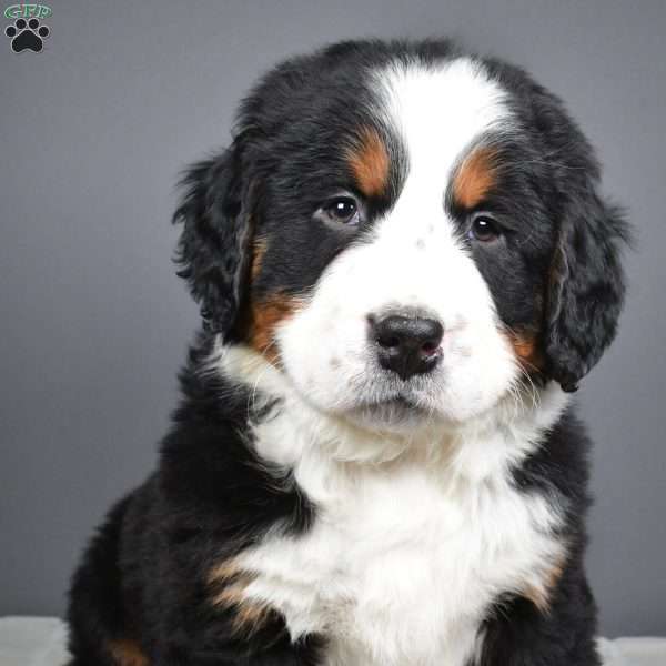 Diesel, Bernese Mountain Dog Puppy