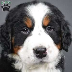 Diesel, Bernese Mountain Dog Puppy