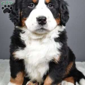 Diesel, Bernese Mountain Dog Puppy